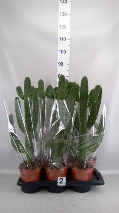 <h4>Opuntia</h4>