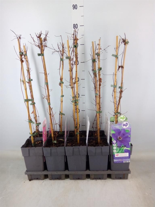 <h4>Clematis   ...</h4>