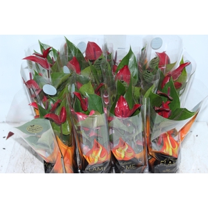 ANTHURIUM BANDEROLA LAVA P09