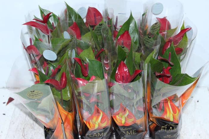 ANTHURIUM BANDEROLA LAVA P09