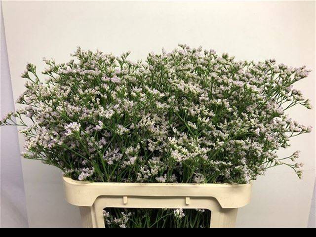 <h4>LIM WHITE NETO</h4>