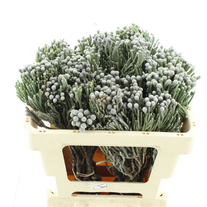 <h4>Kaaps Brunia Silver</h4>