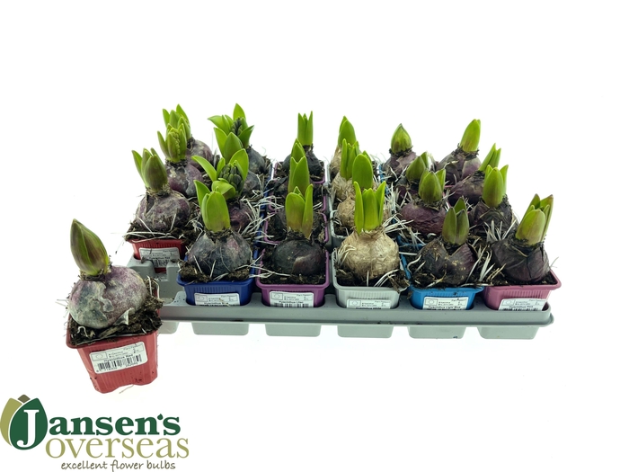 <h4>HYACIN GEM 3 KL</h4>