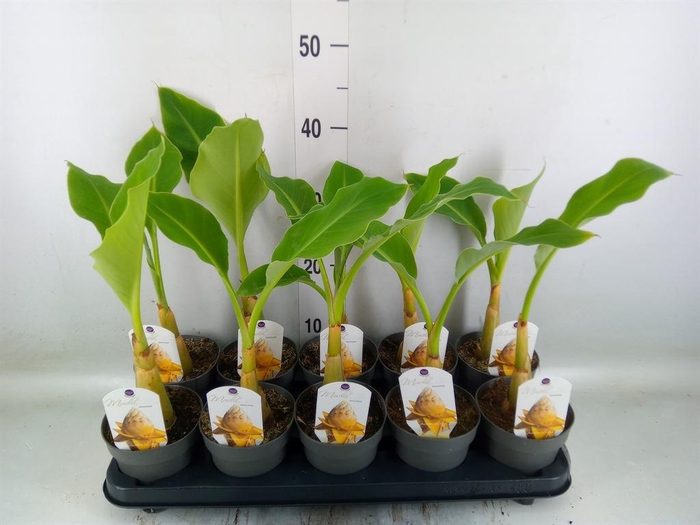 <h4>Musella lasiocarpa</h4>