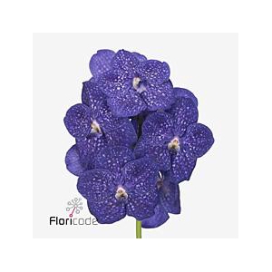 Vanda nitaya tweed blue