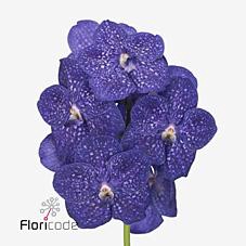 <h4>Vanda nitaya tweed blue</h4>