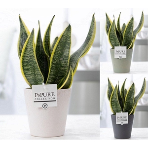Sansevieria Trif. 