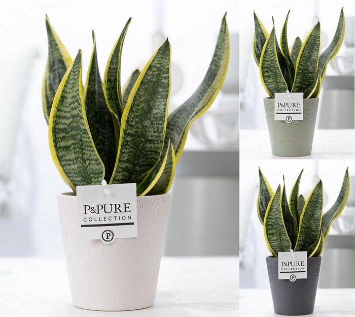 <h4>Sansevieria Trif. "Futura Superba" in P&PURE Ruby cer. 3 ass.</h4>
