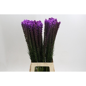 Liatris Callilepis