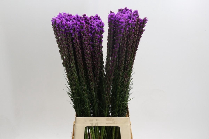 Liatris Callilepis