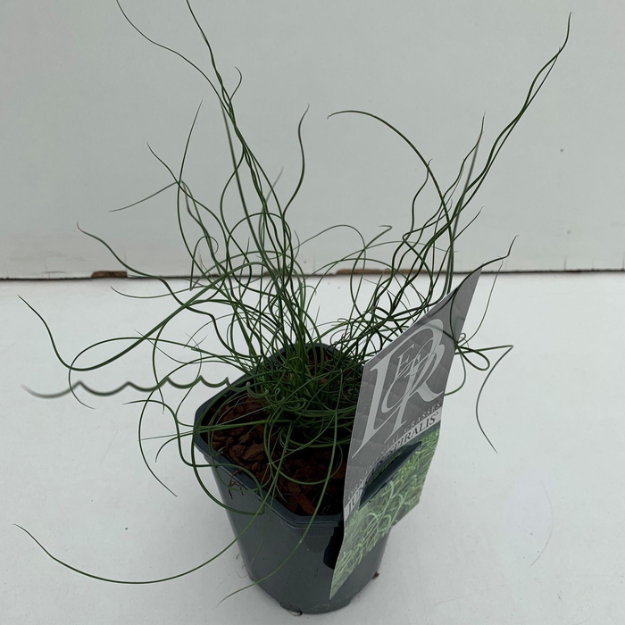 <h4>Juncus Spiralis</h4>