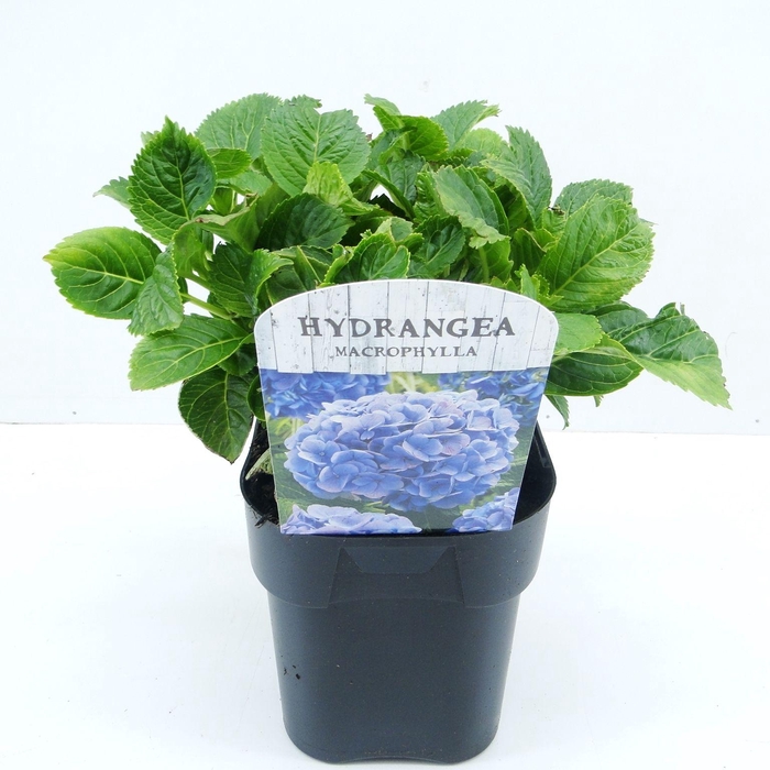<h4>Hydrangea macr. blauw</h4>