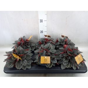 Peperomia caperata 'Santorini'