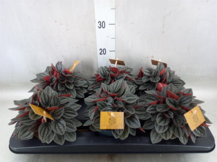 <h4>Peperomia caperata 'Santorini'</h4>
