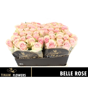 R GR BELLE ROSE