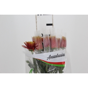 ANASTASIA CHISPA 080 CM BICOLOR