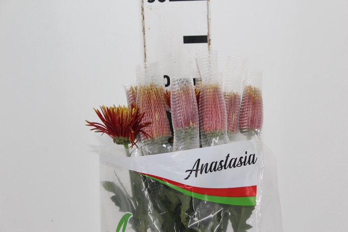 <h4>ANASTASIA CHISPA 080 CM BICOLOR</h4>