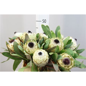 Protea Barbigera Ice Queen