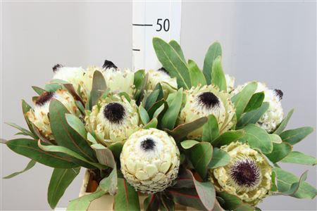 <h4>Protea Barbigera Ice Queen</h4>
