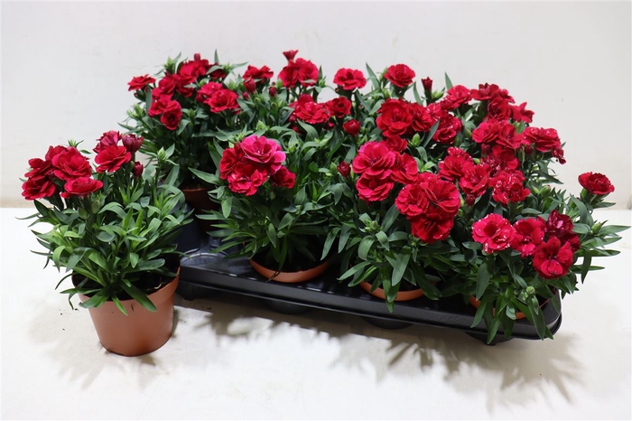 <h4>Dian Osc Cherry</h4>