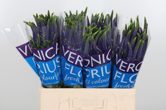 <h4>Veron Smart Navy</h4>