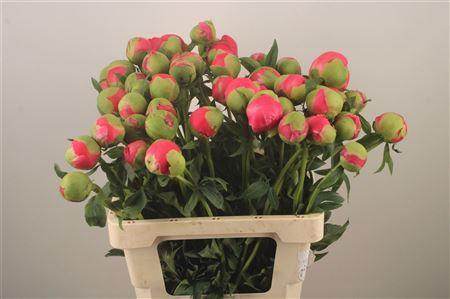 <h4>Paeo L Coral Sunset</h4>