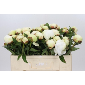 Paeonia Elsa Sass