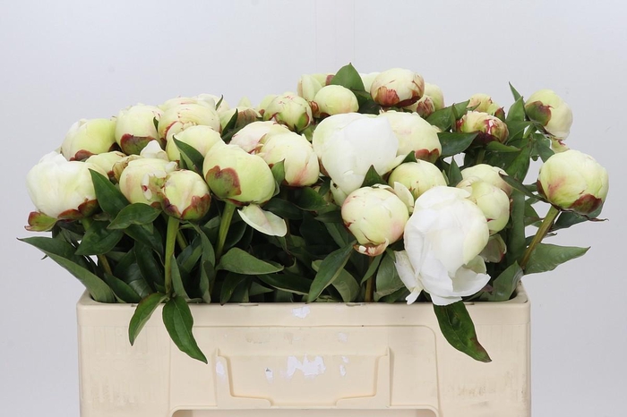 <h4>Paeonia Elsa Sass</h4>