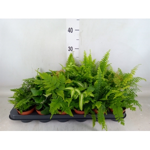 Ferns   ...mix