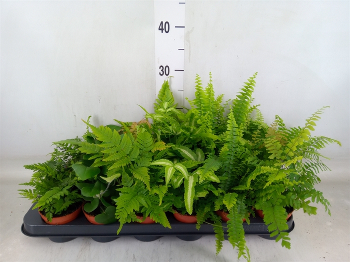 <h4>Ferns   ...mix</h4>