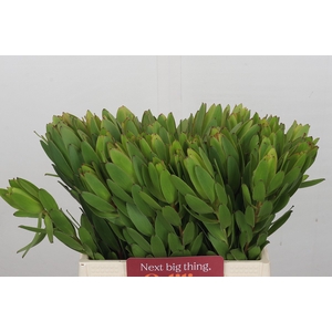 Leucadendron Goldstrike