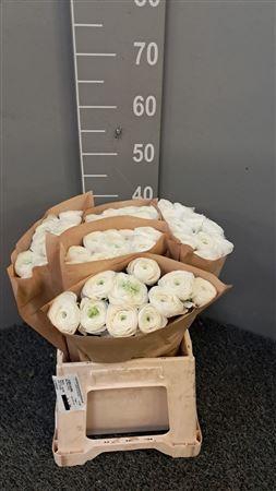 <h4>Ran Succ Cloud Bianco</h4>