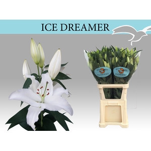 LI OR ICE DREAMER