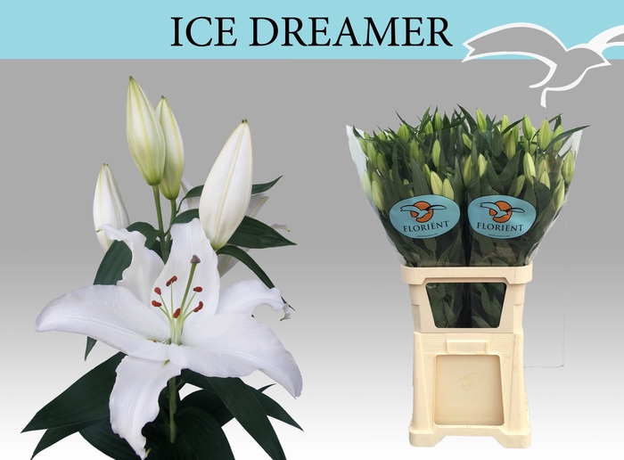 <h4>LI OR ICE DREAMER</h4>