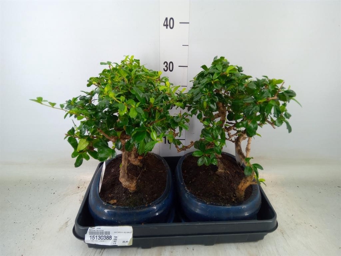 <h4>Bonsai ...mix</h4>