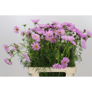 Cosmos Double Pink