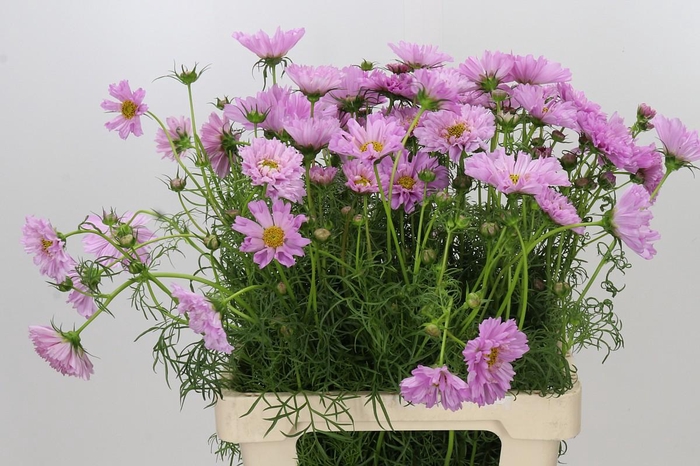 <h4>Cosmos Double Pink</h4>