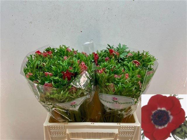 <h4>ANEM CO GALIL ROOD</h4>