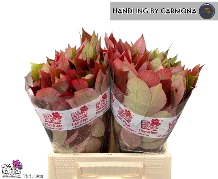 <h4>PHOT X F RED ROBIN</h4>