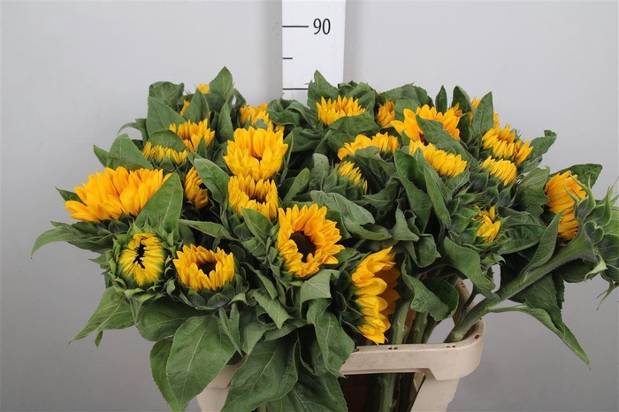 <h4>Heli Sunrich Orange</h4>