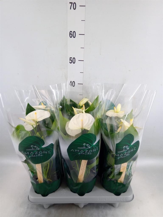 <h4>Anthurium andr. 'Samora'</h4>