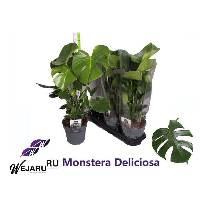 <h4>Monstera deliciosa 19Ø 70cm 3pp</h4>