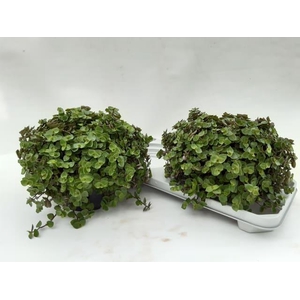 CALLISIA REPENS