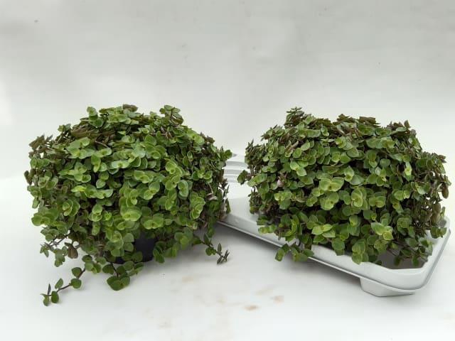 CALLISIA REPENS