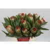 Protea Aurumn
