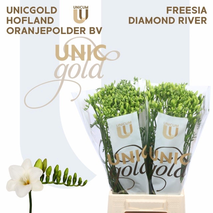 <h4>Freesia enk Diamond River</h4>