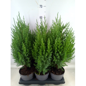 Juniperus chinensis 'Stricta'