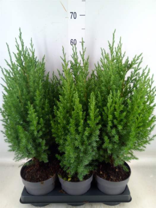 <h4>Juniperus chinensis 'Stricta'</h4>