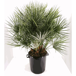Chamaerops humilis