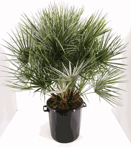 <h4>Chamaerops humilis</h4>